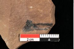 Foto (Detailansicht) von Cathaya sp. (NHMW-GEO-2024-0188-0318)